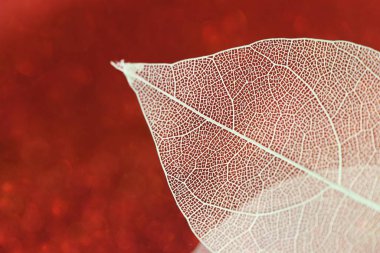 İskelet yaprakları. İskelet yaprakları. İskeletleşmiş sarı yaprak. Bokeh ile güzel doğa arkaplanı