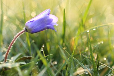 Çan çiçeği. Yeşil çimenli mavi çan ve su damlaları. Bahar çiçekleri ve doğa. Bahar ve yaz mevsimleri. Güzel çiçek arkaplanı
