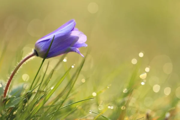 Bell flower. Blue bell in green grass with water drops. Spring flowers and nature. Spring and summer seasons. Beautiful floral nature background