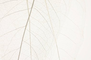 İskelet arka planda kalır. Bej arka planda beyaz iskeletleşmiş yaprak. Keletleşmiş yaprak dokusu. Güzel doğa bitkisi arka planı. Doğa ve ekoloji kavramı. Duvar kağıdı telefon.