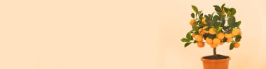Mandalina ağacı afişi. Bej arkaplanlı bir tencerede bulunan mandalina ağacı. Citrus meyve cücesi ağaçları. Citrus meyvesi. Salon içi meyve bitkileri. Fidye ve bitki afişi için dükkan