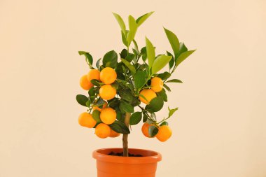 Mandalina ağacı. Tencerede mandalina ağacı. Citrus meyve cüce ağaçları. Citrus meyvesi. Salon içi meyve bitkileri. Tohum ve bitki alışverişi.