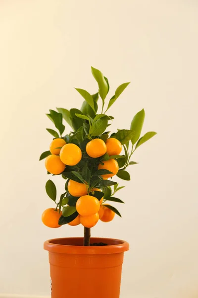 Tangerinier. Mandarinier dans un pot isolé sur beige. Agrumes arbres nains. Agrumes. Plantes de fruits d'intérieur. Magasinez pour les semis et les plantes — Photo