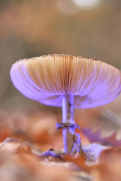 紫光下的蘑菇特写。幻想闪耀的蘑菇。秋天的季节，秋天的心情. — 图库照片