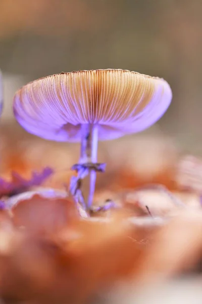 蘑菇时间到了紫光下的蘑菇特写。幻想闪耀的蘑菇。秋季季节. — 图库照片