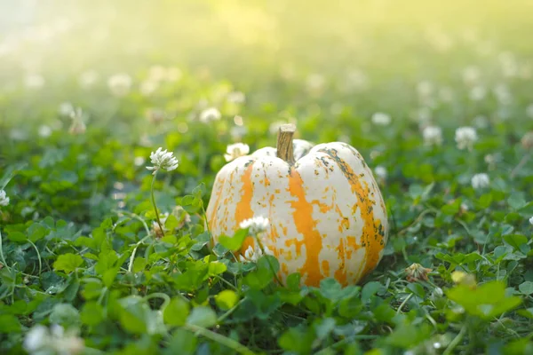 Herbstzeit. Kürbis im blühenden Klee im herbstlichen Garten. Kürbisernte. Bio-Gemüse aus reinem Anbau. Kürbisanbau. — Stockfoto