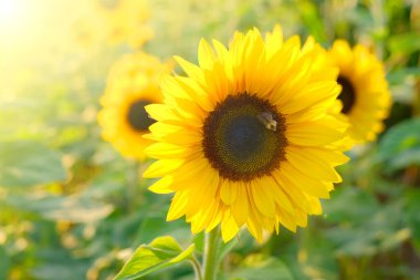  Güneşteki ayçiçeği tarlası. Tarım ve tarım. Güneş ışınlarında açan sarı ayçiçekleri. Ayçiçeği yağı hammaddesi