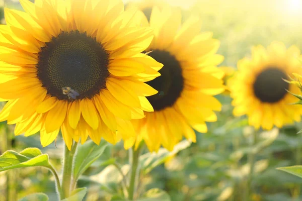 Sunflowers field in the sun. Agriculture and farming. Blooming yellow sunflowers in the rays of the sun. Farm plants. Sunflower oil raw materials