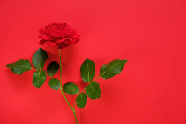 Red rose on a bright red background. Beautiful floral background. Valentines day background. — Stock Photo, Image