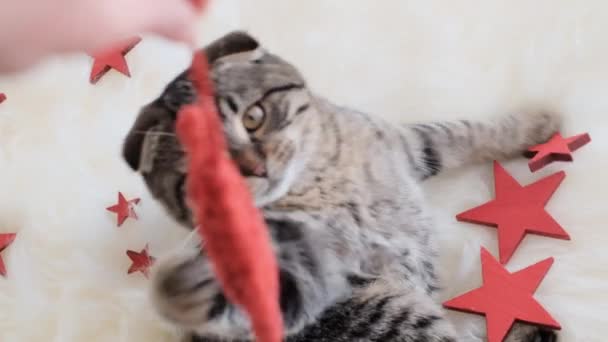 Natal para Pets.Cat e brinquedos de árvore de Natal. Escocês dobrar tabby gato brinca com brinquedos de Natal em um cobertor de pele bege. — Vídeo de Stock