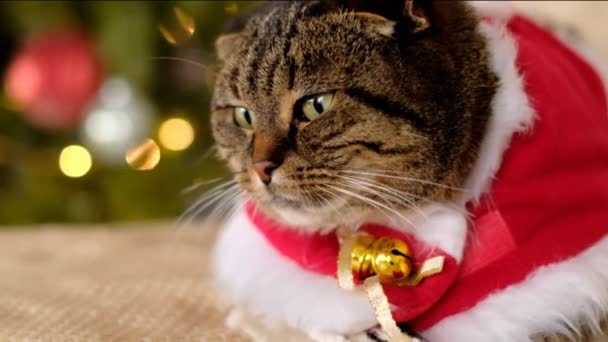 Christmas for pets.Cat and winter holidays. Scottish Fold Tabby Cat in a Christmas red cape on Christmas tree shimmering background. — Stock Video