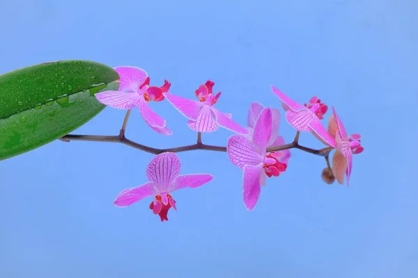 Orchideavirág. Phalaenopsis pulcherrima. Rózsaszín orchidea elágazás.Rózsaszín orchidea ág kék alapon — Stock Fotó