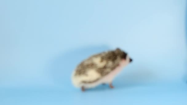 Igelkottar. Afrikansk pygméigelkott närbild på blå bakgrund.Grå igelkott med vita prickar. Ett taggigt husdjur. — Stockvideo