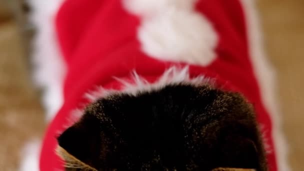 スコットランドはクリスマスの赤い岬のTabby猫を折る。ペットのためのクリスマス。猫と冬の休日. — ストック動画