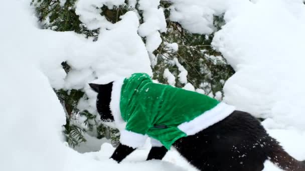 Elf cat. чорний кіт в зеленому ельфійському костюмі в зимовий сніговий передній. повільний рух. Різдво для домашніх тварин. Святі домашні тварини. Різдвяні та новорічні свята — стокове відео