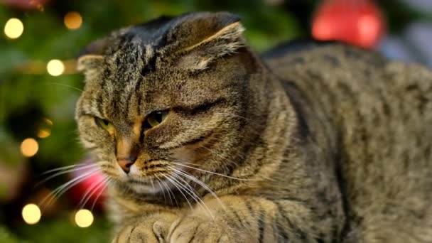 Natal para animais de estimação. Tempo de Natal. Férias de gato e inverno. Scottish Fold Tabby Cat na árvore de Natal cintilante fundo. — Vídeo de Stock