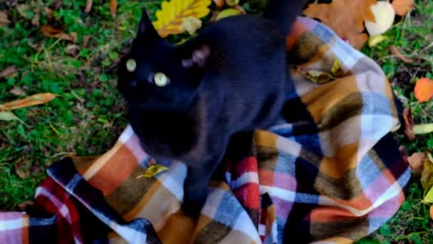 O gato preto anda no jardim. Gato em um cobertor xadrez no jardim de outono. Modo de outono aconchegante.Símbolo de Halloween. Temporada de outono. — Vídeo de Stock