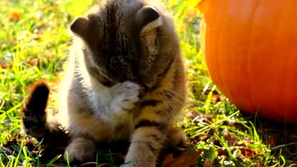 De kat wast zich. Grijs gestreepte vouw kitten likt zijn poot in een zonnige herfsttuin — Stockvideo