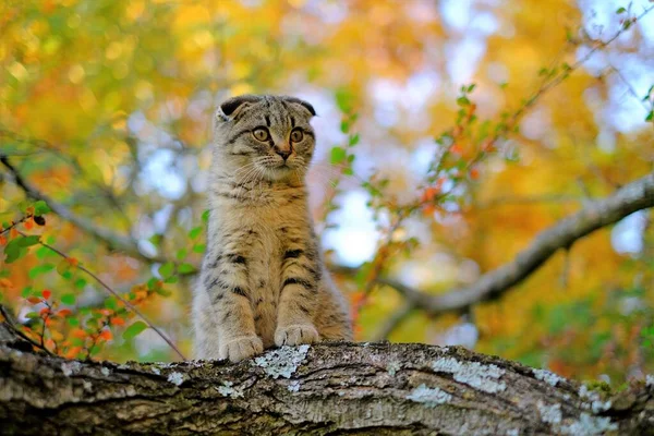 Kitten on the tree.Autumn season. Scottish fold gray kitten walks along a tree branch in the autumn garden. Walking pets. — Stock Photo, Image