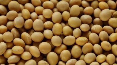 Soya fasulyesi arka planı. Dönüşümlü. Sebze protein kaynağı. Soya fasulyesi yakın çekim.