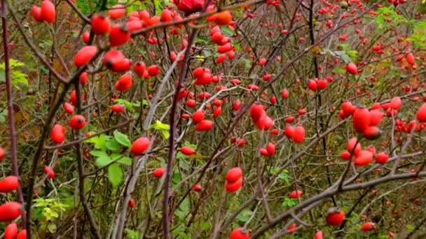 玫瑰红色的浆果在灌木丛中。玫瑰嬉皮士。有益的浆果和植物 — 图库视频影像