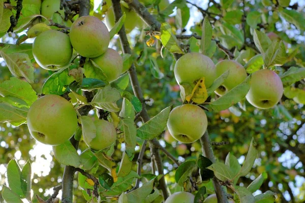 リンゴの収穫。秋の庭の枝にりんご。秋のりんご園。秋の果物。庭の大きな熟したリンゴ。有機農場｜新鮮な果物. — ストック写真