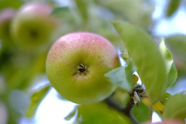 秋のリンゴ園。リンゴの収穫。秋の庭の枝にりんご。秋の果物。庭の大きな熟したリンゴ。有機農場｜新鮮な果物. — ストック写真