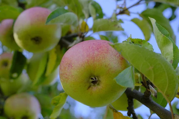 Apple harvest. apples on a branch in the autumn garden.Autumn apple orchard.