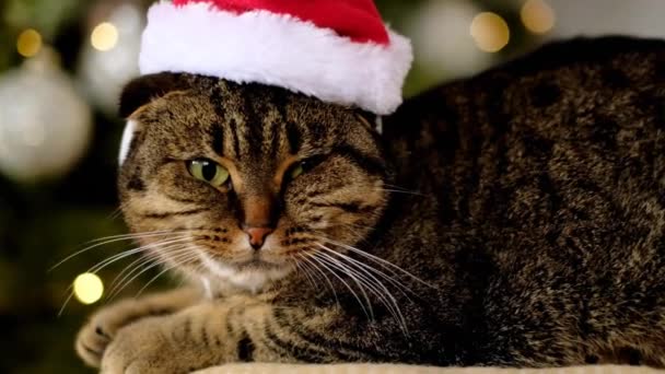 Christmas holiday .Scottish Fold Cat on Christmas tree shimmering background. Cat and winter holidays. — Stock Video