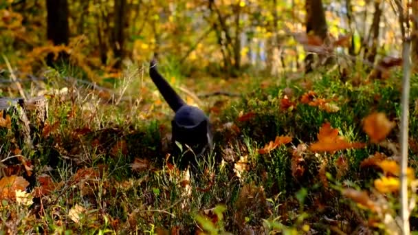 Podzimní náladu. Černá kočka skáče v podzimním parku. Podzimní sezóna. Domácí mazlíčci. — Stock video
