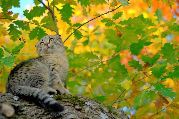 Gatinho na árvore. Gato de tabuleiro escocês no outono ensolarado garden.Autumn mood.Walking animais de estimação. — Fotografia de Stock