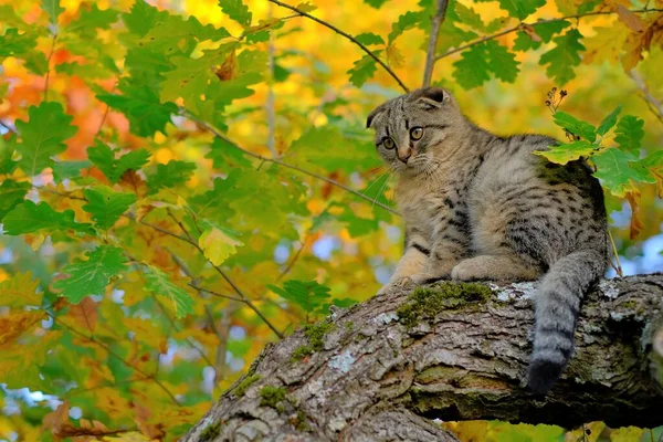 Gatinho na árvore. Gato tabby cinza escocês no outono ensolarado garden.Autumn humor. — Fotografia de Stock