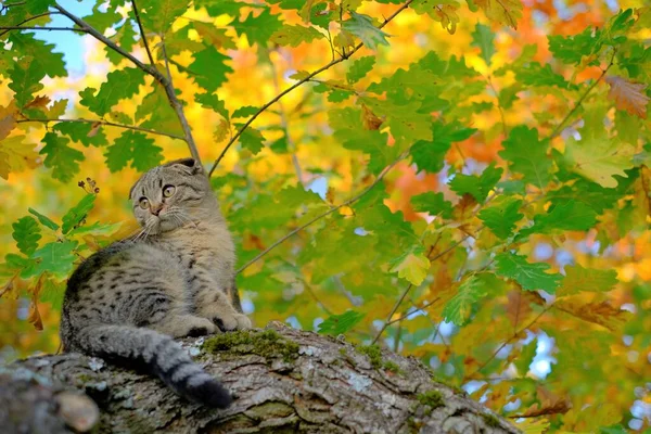 Gatinho na árvore. Gato tabby cinza escocês no outono ensolarado garden.Autumn humor. — Fotografia de Stock