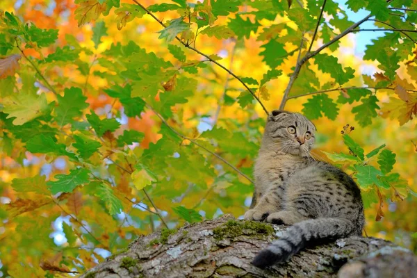 Gatinho na árvore. Gato de mesa cinza escocês no outono ensolarado garden.Autumn mood.Walking animais de estimação. — Fotografia de Stock