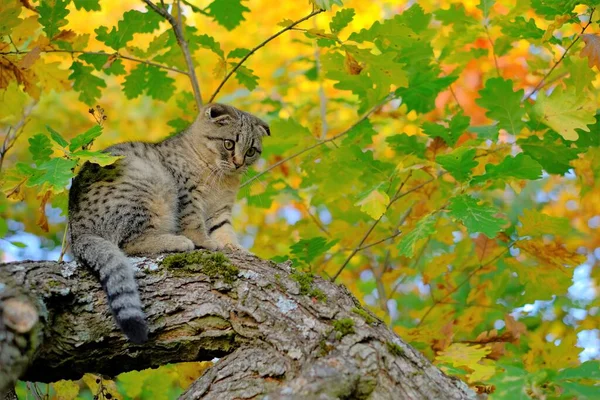 Gatinho na árvore. Gato de mesa cinza escocês no jardim ensolarado outono — Fotografia de Stock