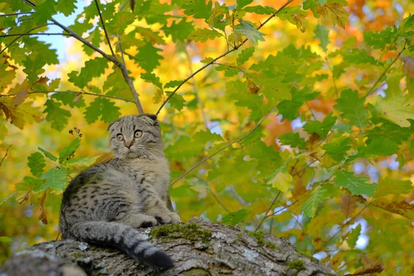 Kiscica a fán. Skót szürke tabby macska az őszi napos kertben.Sétáló háziállat. — Stock Fotó