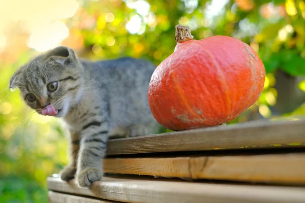 Gatito y calabaza. Humor otoñal. Pliegue escocés tabby gatito y calabaza hokkaido en el jardín de otoño en rayos de sol.Mascotas. Temporada de otoño. — Foto de Stock