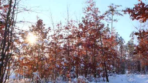 Erster Schnee.Winter sonniger Waldhintergrund.Bäume mit Herbstblättern im Schnee bei Sonnenuntergang. — Stockvideo