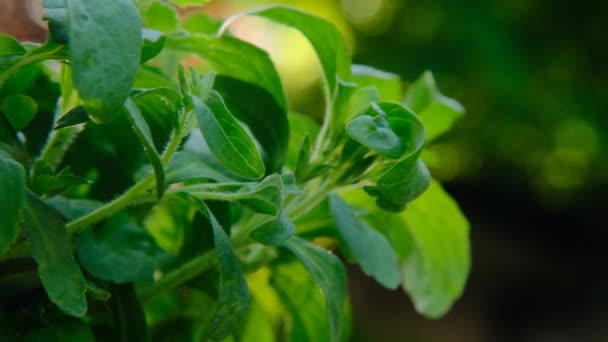Stevia rebaudiana filial fechar-se sobre desfocado jardim verde background.stevia plant.Alternative baixa caloria adoçante vegetal. substituto do açúcar de folha doce. — Vídeo de Stock