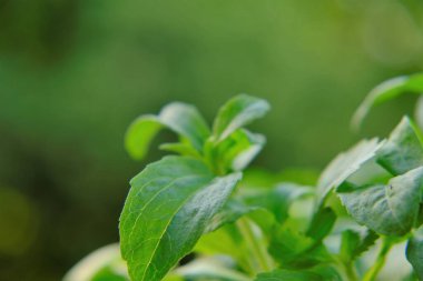 Stevia Rebaudiana yeşil arka planda. stevia bitkisi. Alternatif düşük kalorili sebze tatlandırıcısı. tatlı yaprak şekeri yerine.