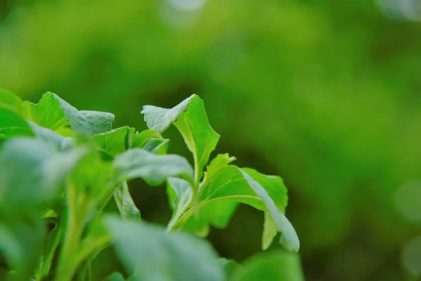 ぼやけた背景にステビアrebaudana 。ステビア植物。代替低カロリー野菜甘味料。甘い葉砂糖代用品. — ストック写真