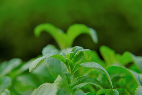 Stevia rebaudiana .stevia plant.Alternative Low Calorie Vegetable Sweetener. sweet leaf sugar substitute. — Stock Photo, Image