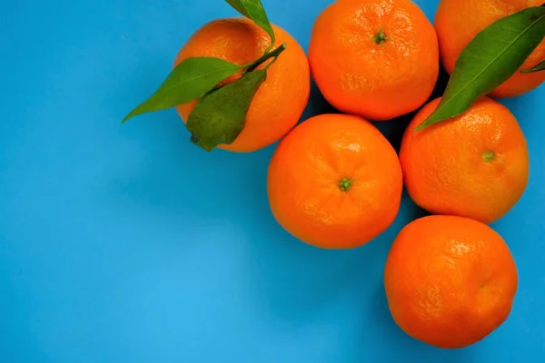 Tangerines fruits. agrumes sur un fond bleu vif. Mandarines de ferme bio. — Photo