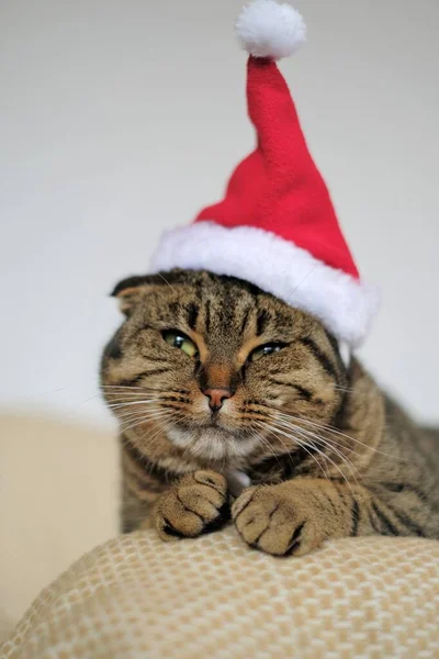 Santas cat.Funny kočka v klobouku Santa Claus .Santas pet. Vánoce pro domácí zvířata — Stock fotografie