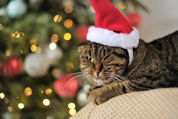 Santas cat.Funny cat in a Santa Claus hat on a shimmering Christmas fir background.Santas pet. Christmas for pets