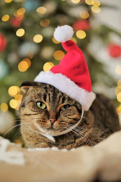 Santas kat.Grappige kat in een kerstman hoed op een kerst spar achtergrond.Santas huisdier. Kerstmis voor huisdieren — Stockfoto