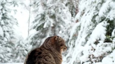 Karlı ormandaki kedi. Kış ormanında İskoç kedisi. Kış havası.