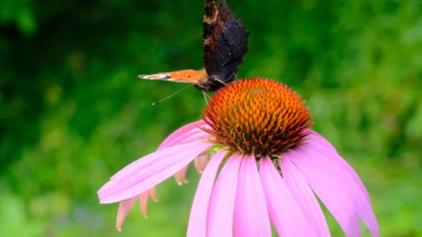 Echinacea purpurea bitkisi ve Kral kelebeği. Şifalı bitkiler ve çiçekler. Echinacea çiçeği ve Kral kelebeği Danaus plexippus yakın plan. — Stok video