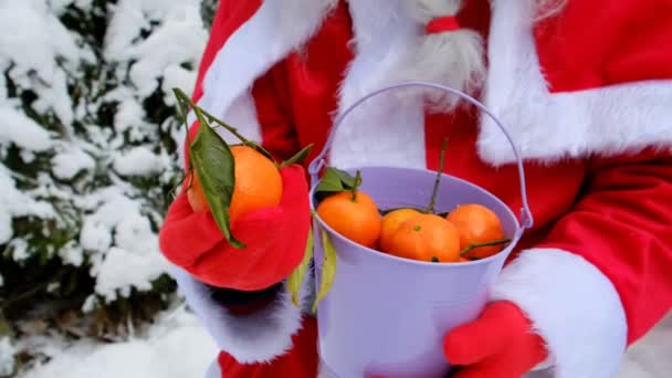 Santa Claus a kýbl mandarinek. Lék od Santa Clause. Zimní tradiční vánoční ovoce a Santa Claus v zimním zasněženém lese. — Stock video