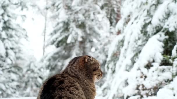 Kočka v zasněženém lese. Skotská skládací kočka v zimním lese.Zimní počasí — Stock video